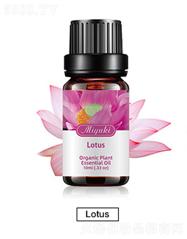 �o�w��޹��Ħ��-Lotusɏ��